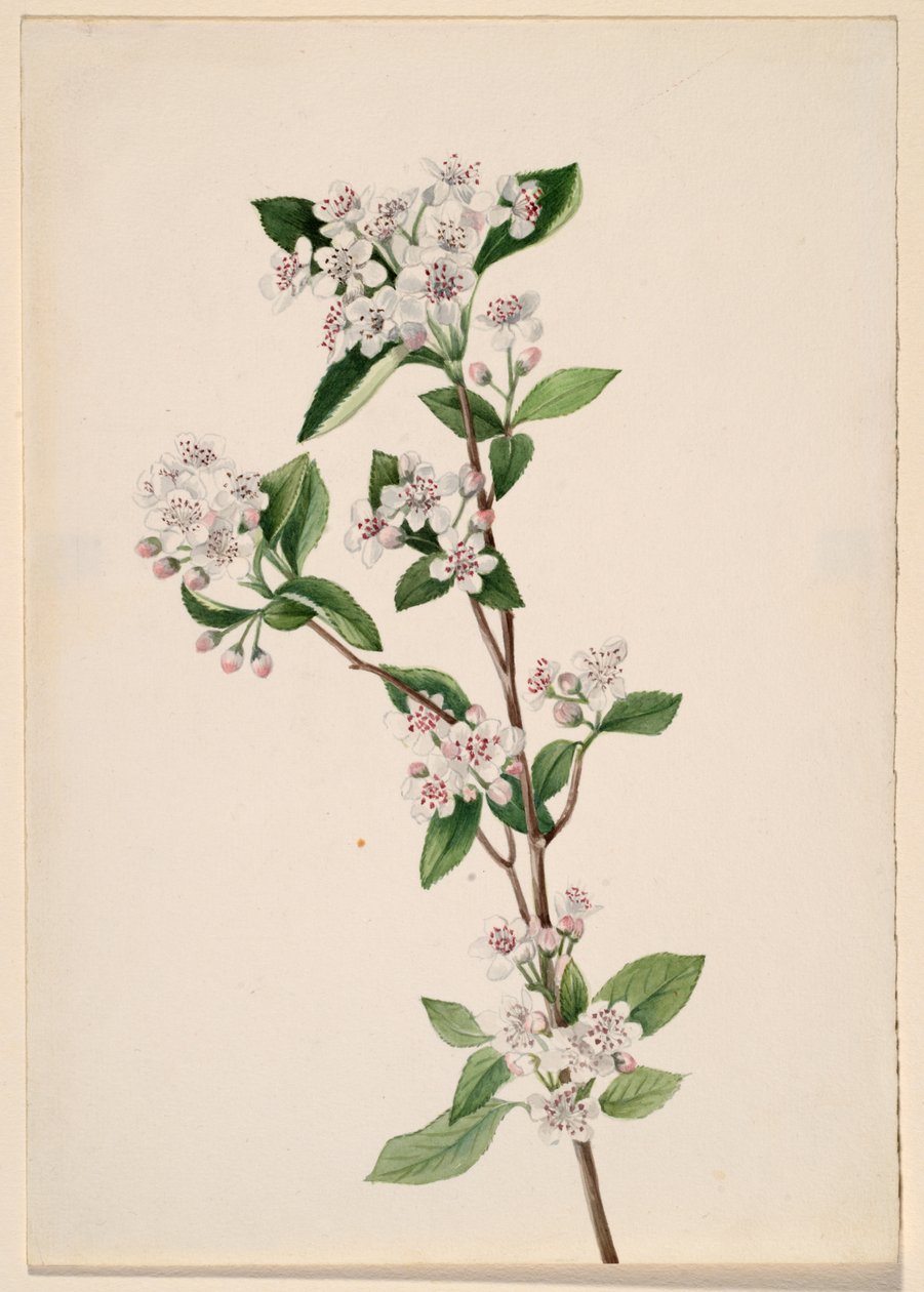 Kırmızı Chokeberry Aronia arbutifolia, yak. 1920