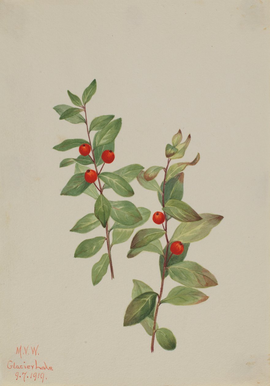  by Mary Vaux Walcott