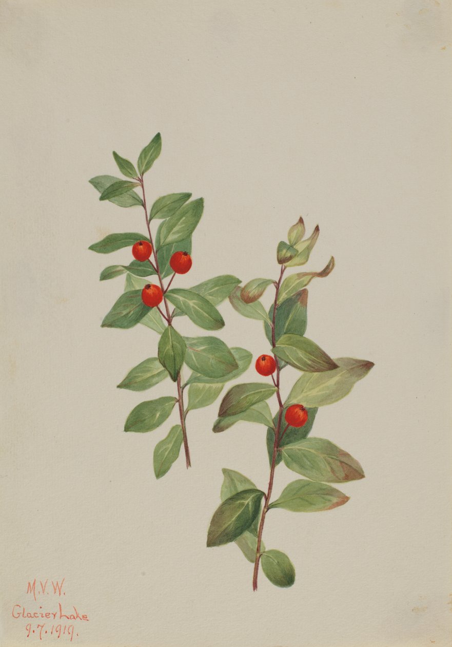 Kızıl Komandra Komandra livida, 1919. by Mary Vaux Walcott