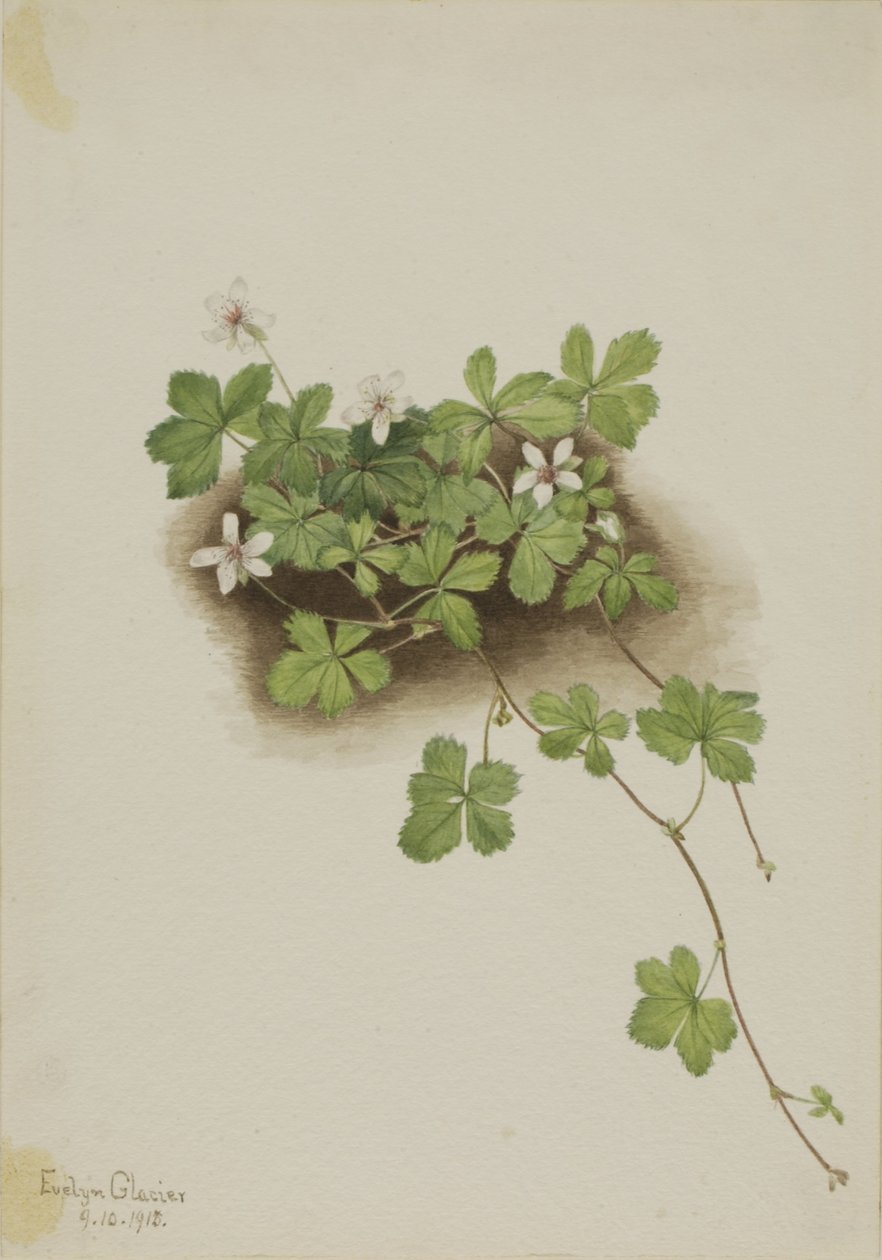  by Mary Vaux Walcott