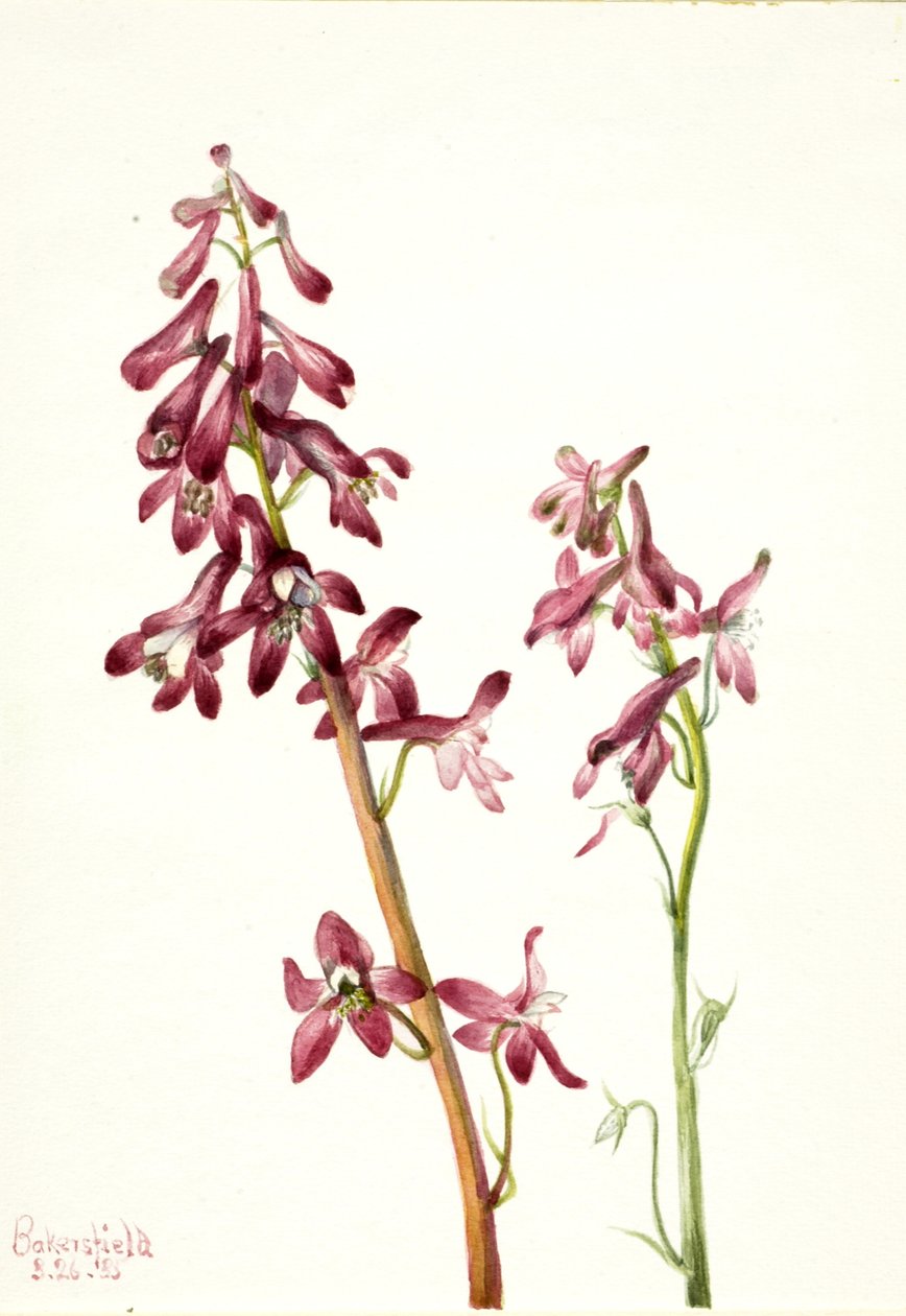 Kırmızı Larkspur Delphinium çıplak, 1935. by Mary Vaux Walcott