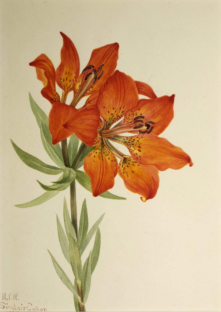  by Mary Vaux Walcott