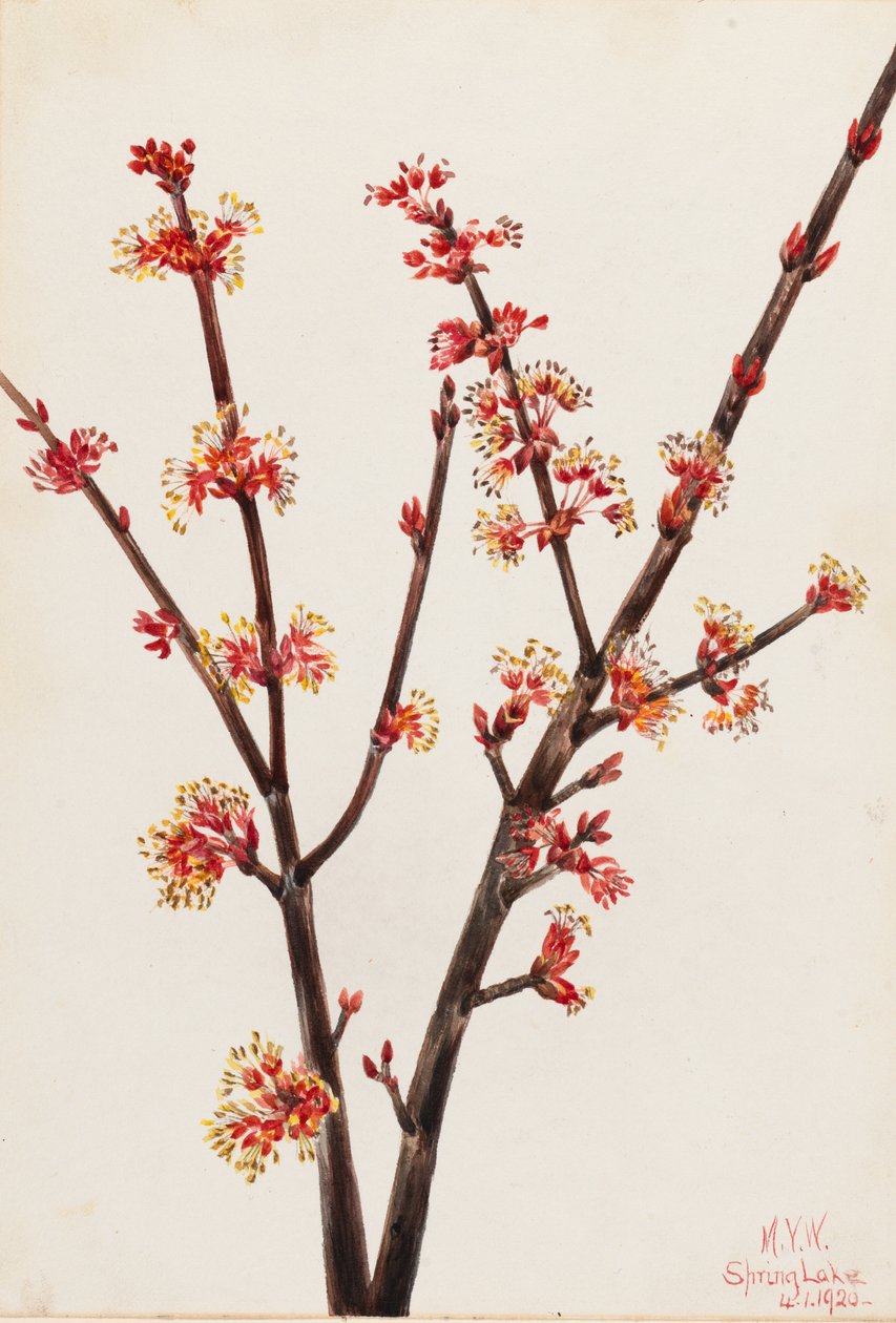  by Mary Vaux Walcott
