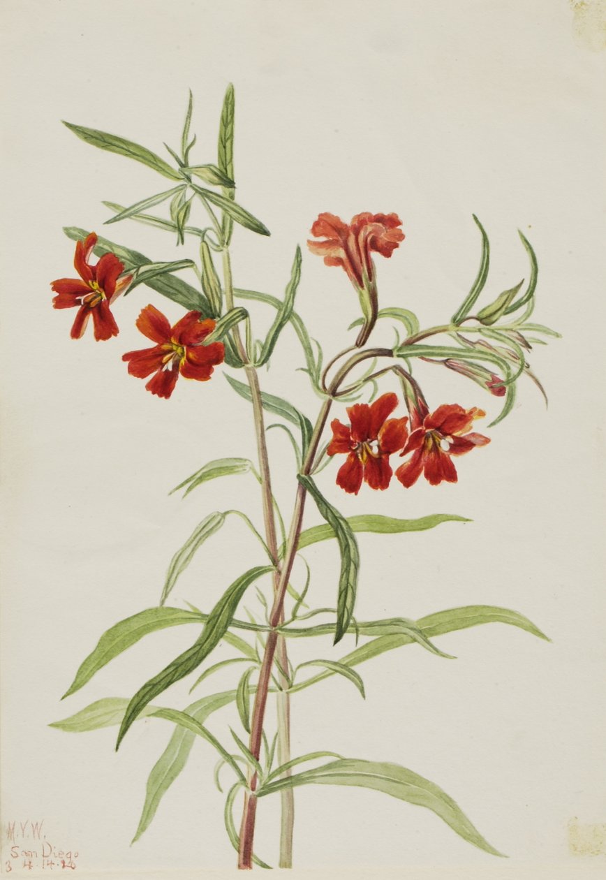  by Mary Vaux Walcott