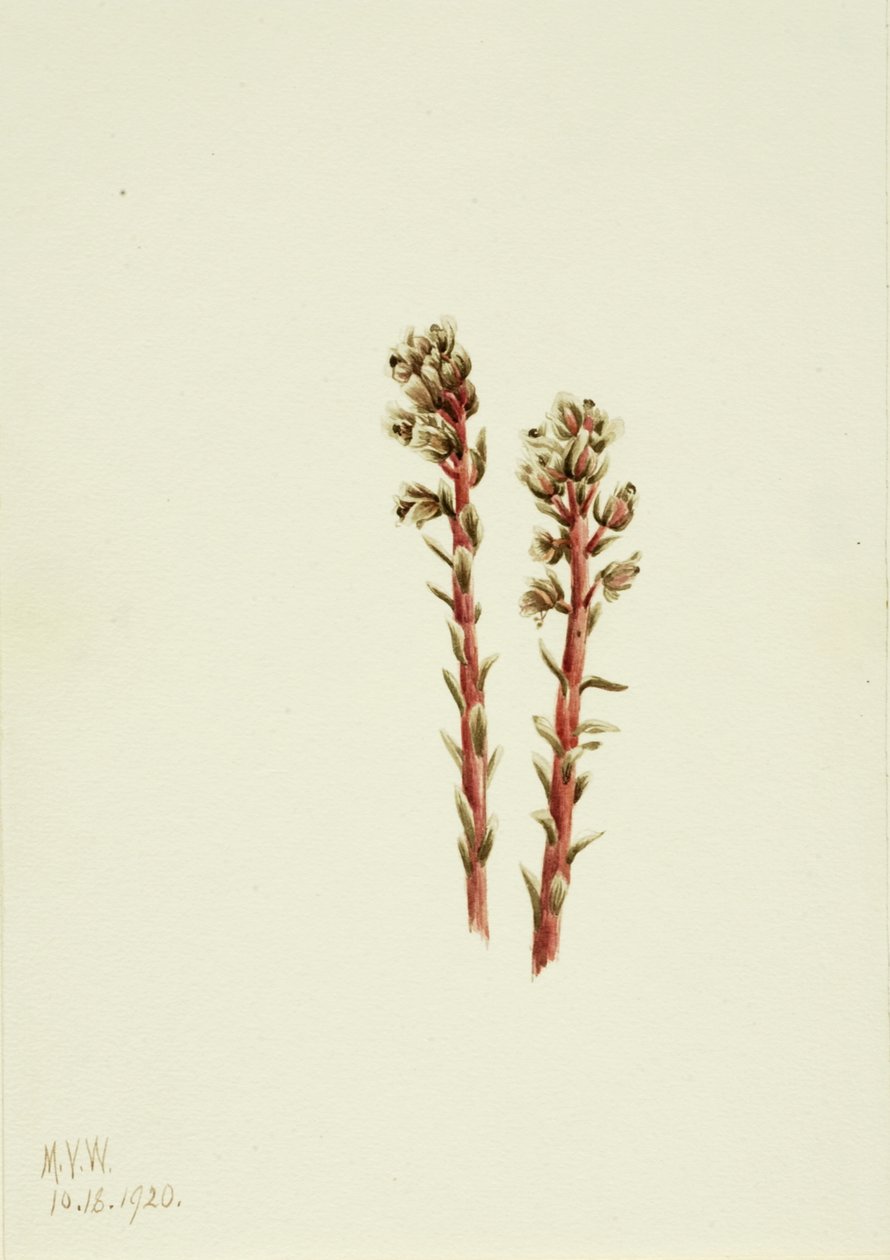 Kızıl Çam Ağacı Hipopitys lanuginosa, 1920. by Mary Vaux Walcott