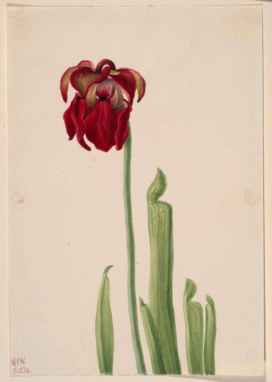  by Mary Vaux Walcott