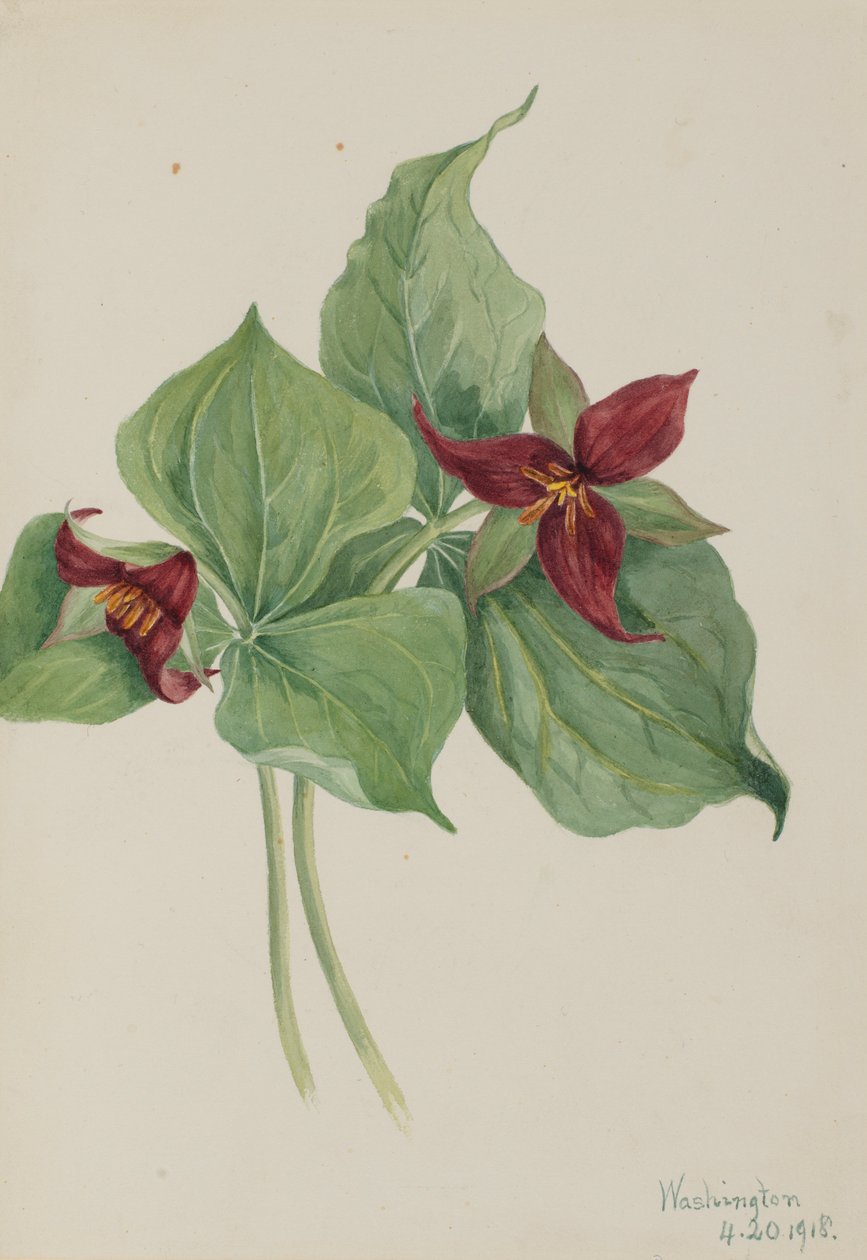  by Mary Vaux Walcott