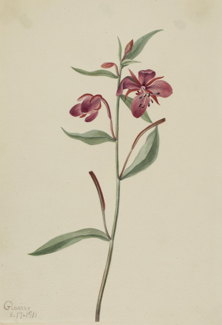  by Mary Vaux Walcott