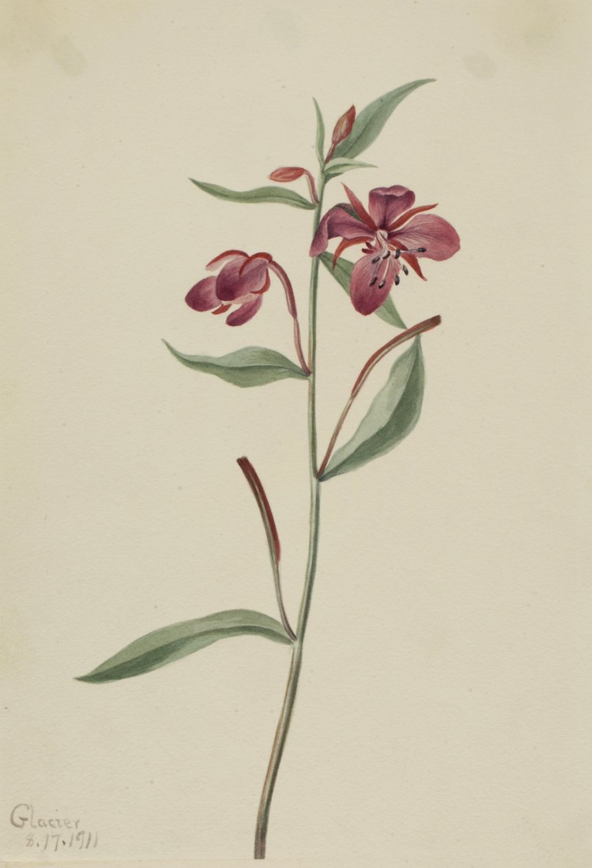 Kızıl Söğüt otu Epilobium latifolium, 1911. by Mary Vaux Walcott