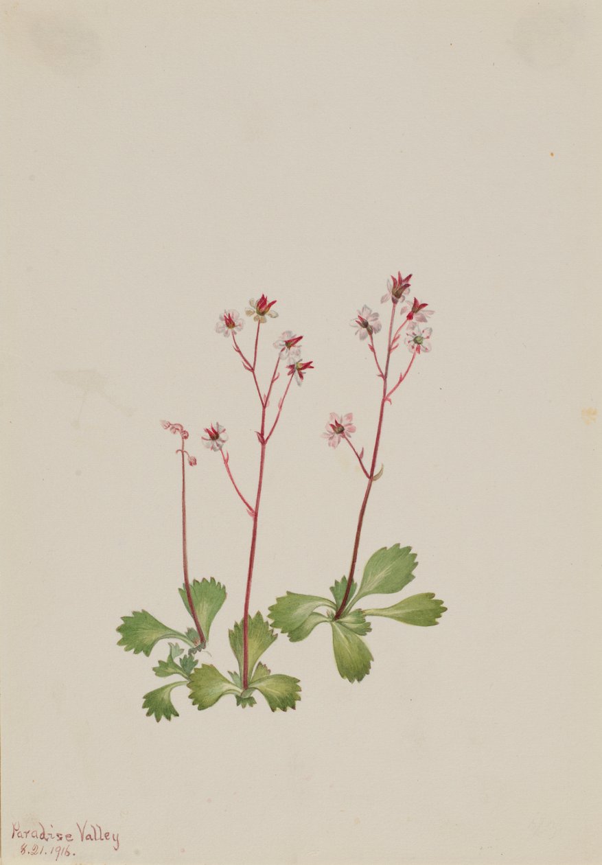  by Mary Vaux Walcott