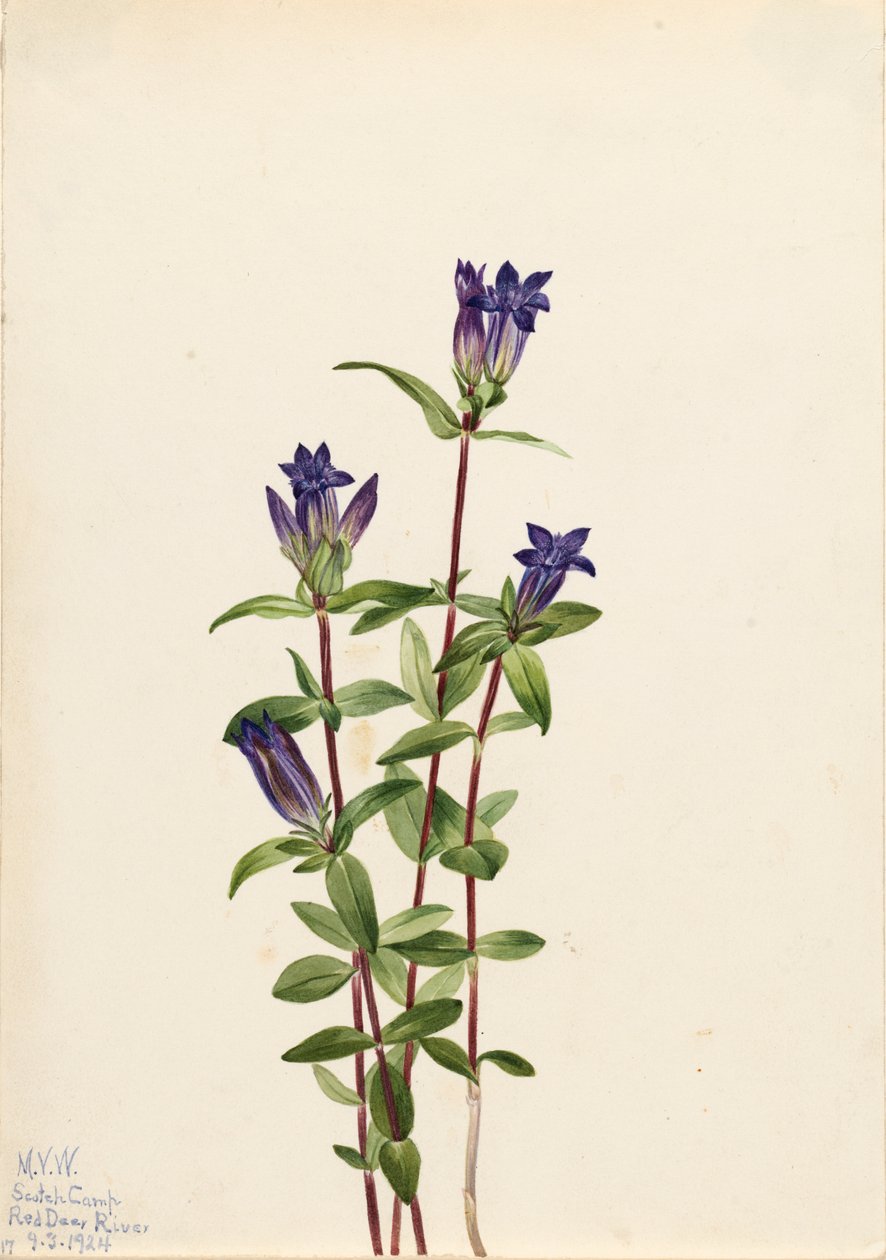 Nehir kıyısı Gentian Gentiana affinis, 1924 by Mary Vaux Walcott