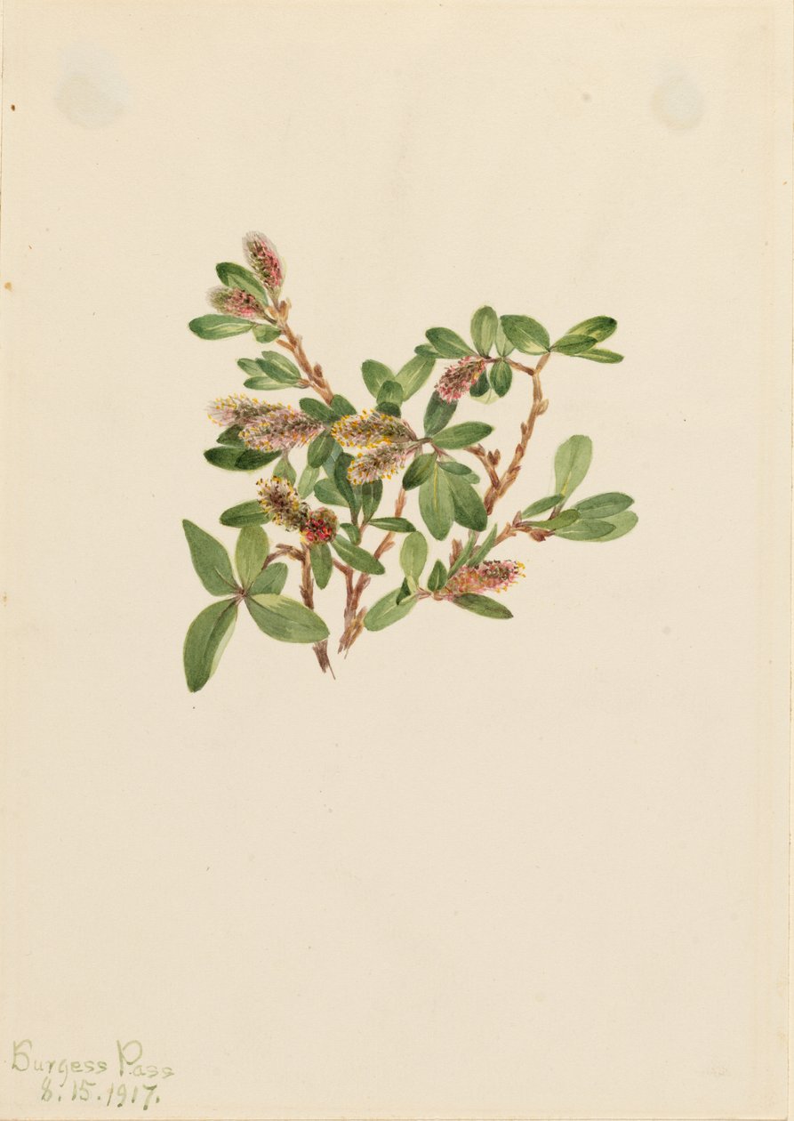  by Mary Vaux Walcott