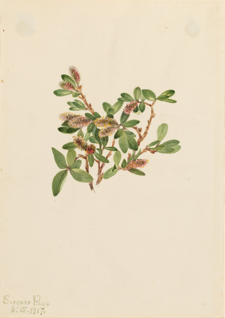 Kaya Söğüt Salix petrophila, 1917. by Mary Vaux Walcott