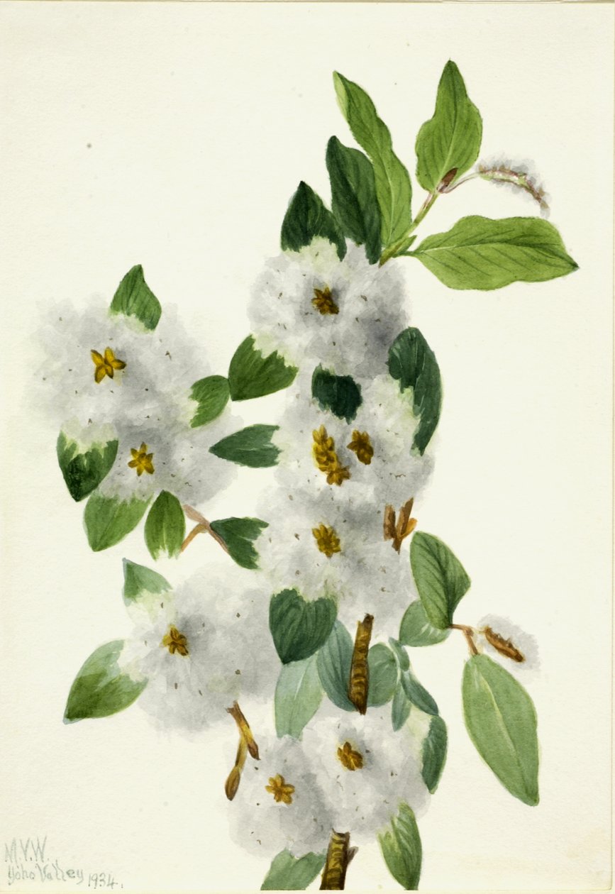 Kaya Söğüt Salix vestita, 1934. by Mary Vaux Walcott