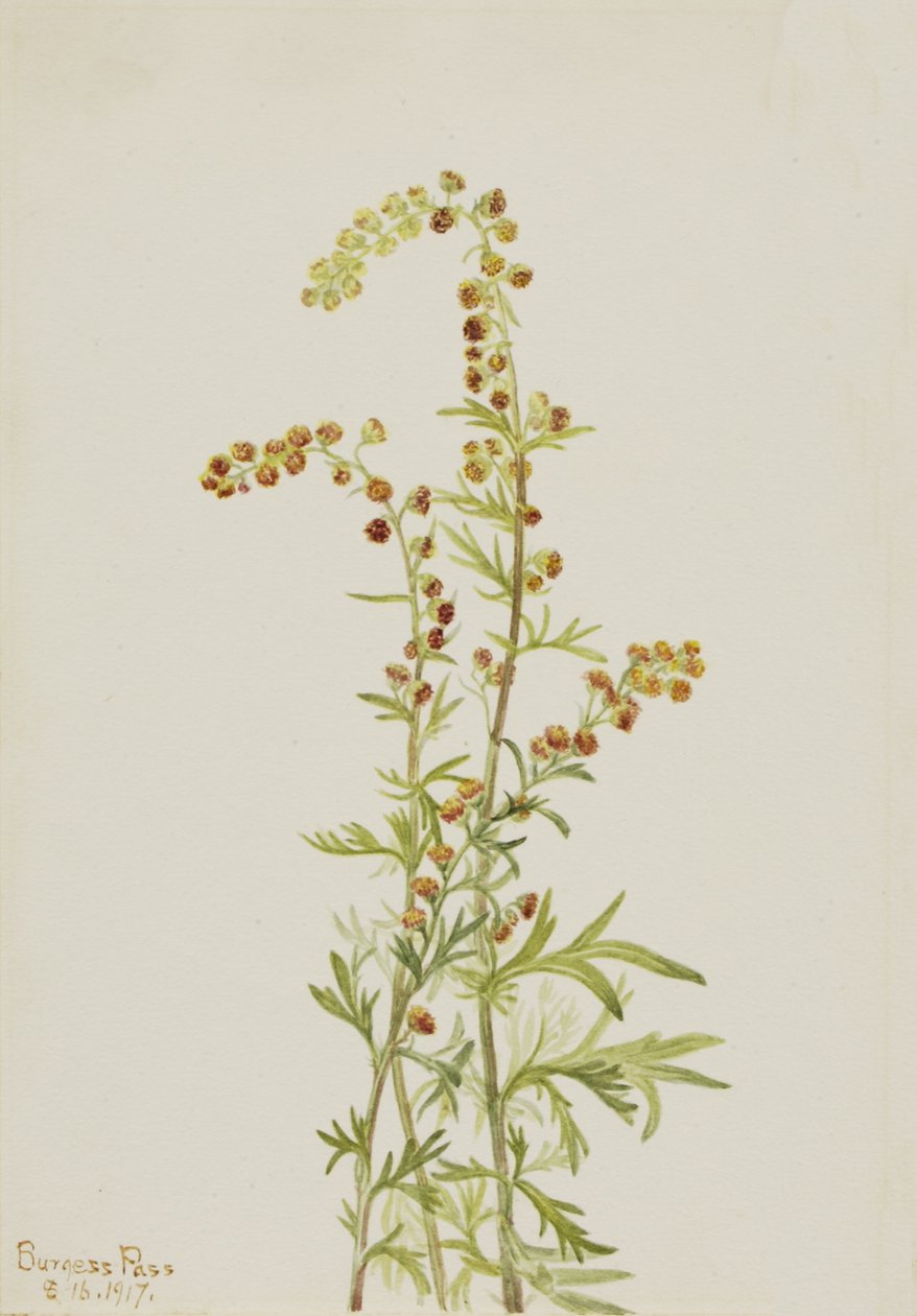 Kaya Pelin Artemisia renk değişikliği, 1917. by Mary Vaux Walcott