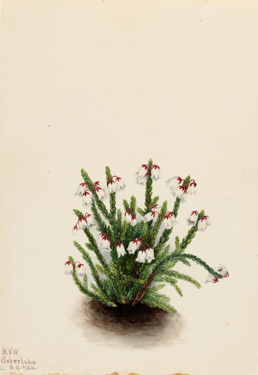  by Mary Vaux Walcott