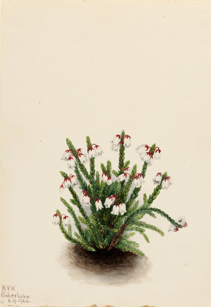 Rocky Mountain Cassiope Cassiope mertensiana, 1924. by Mary Vaux Walcott