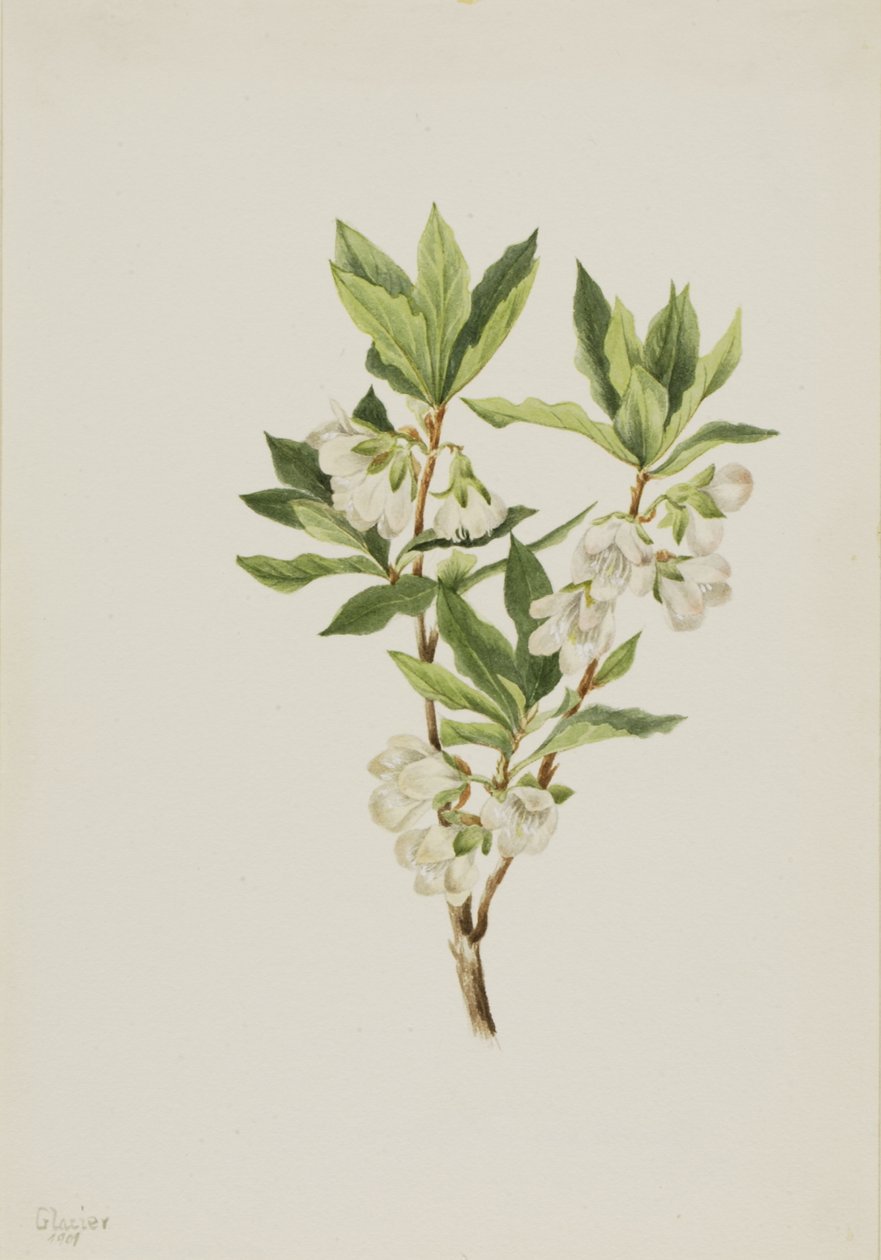 Rocky Mountain Rhododendron Rhododendron albiflorum, 1901. by Mary Vaux Walcott