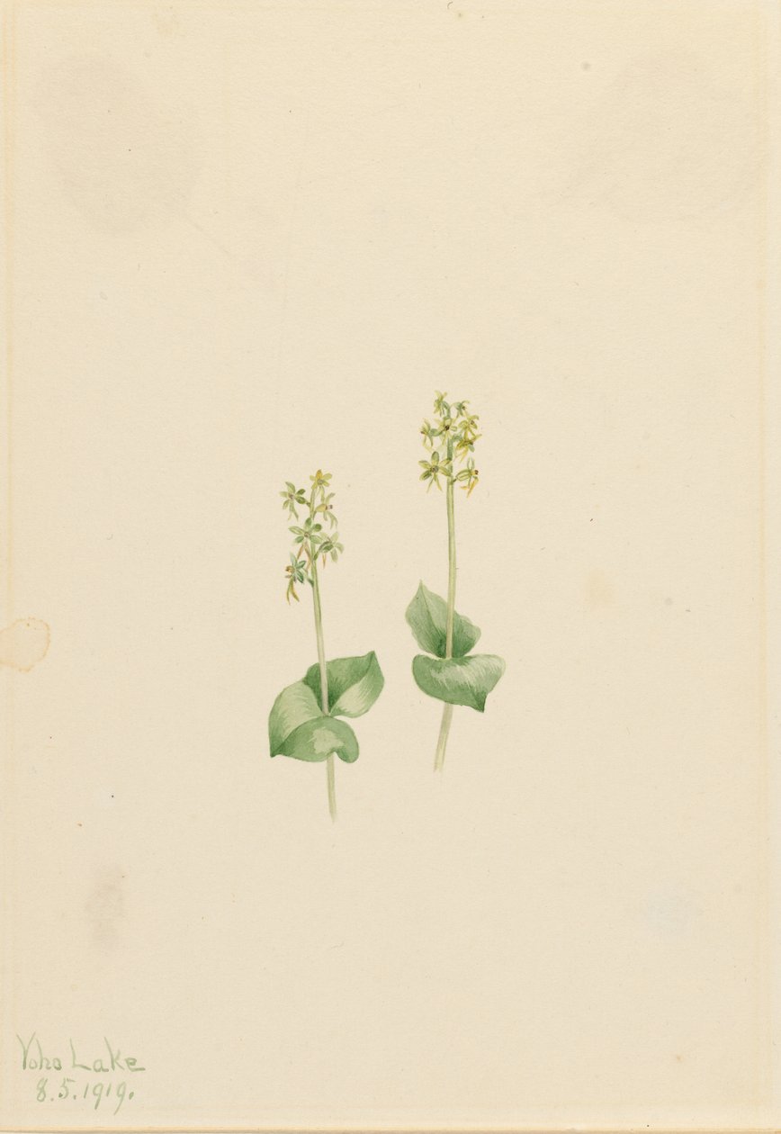  by Mary Vaux Walcott