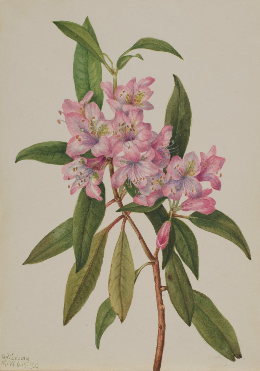 Rose-Bay Rhododendron Rhododendron carolinianum, 1932. by Mary Vaux Walcott