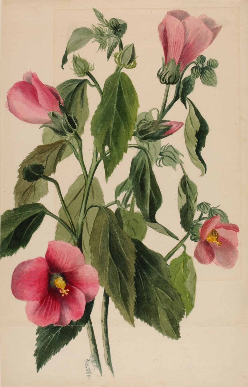  by Mary Vaux Walcott