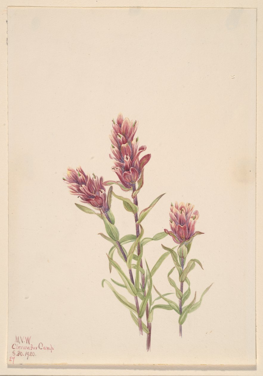 Gül Boya Fırçası Castilleja pallida, 1920. by Mary Vaux Walcott