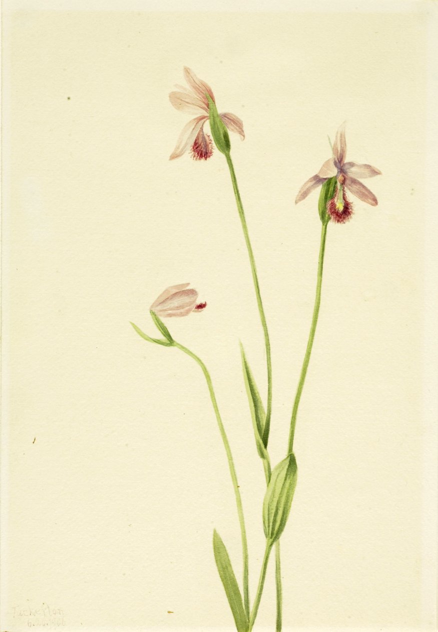 Gül Pogonia Pogonia ophioglossoides, 1906. by Mary Vaux Walcott