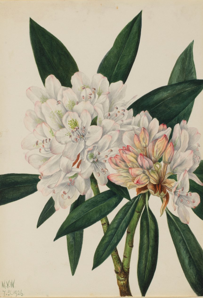 by Mary Vaux Walcott