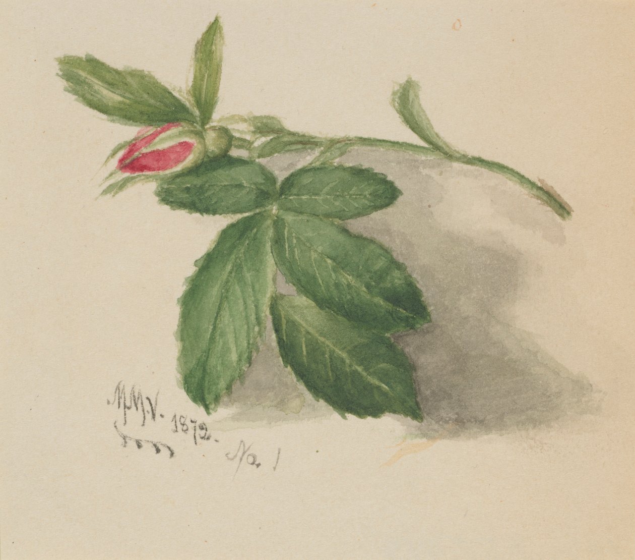  by Mary Vaux Walcott