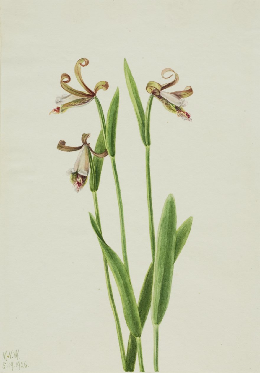 Rosebud Orkide Pogonia divaricata, 1926. by Mary Vaux Walcott