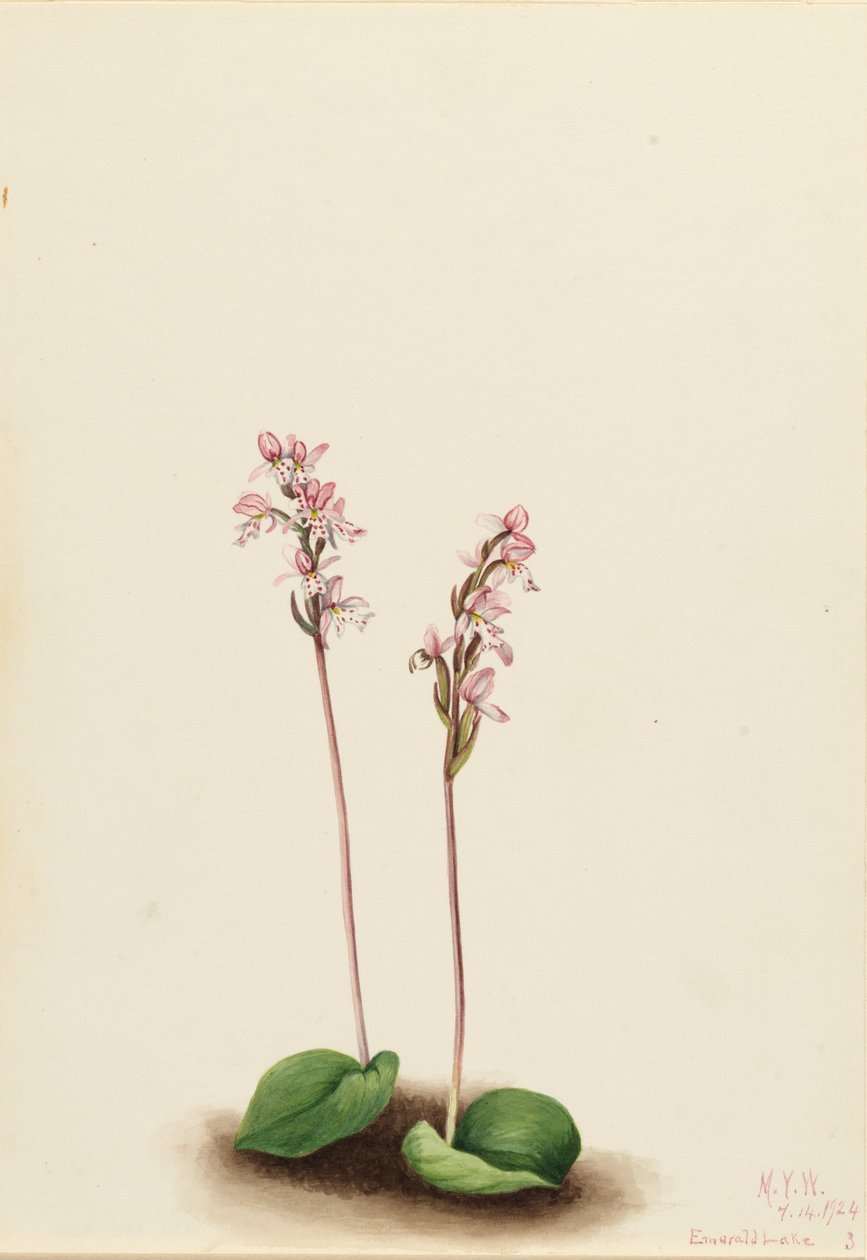 Yuvarlak yapraklı Orchis Orchis rotundifolia, 1924. by Mary Vaux Walcott