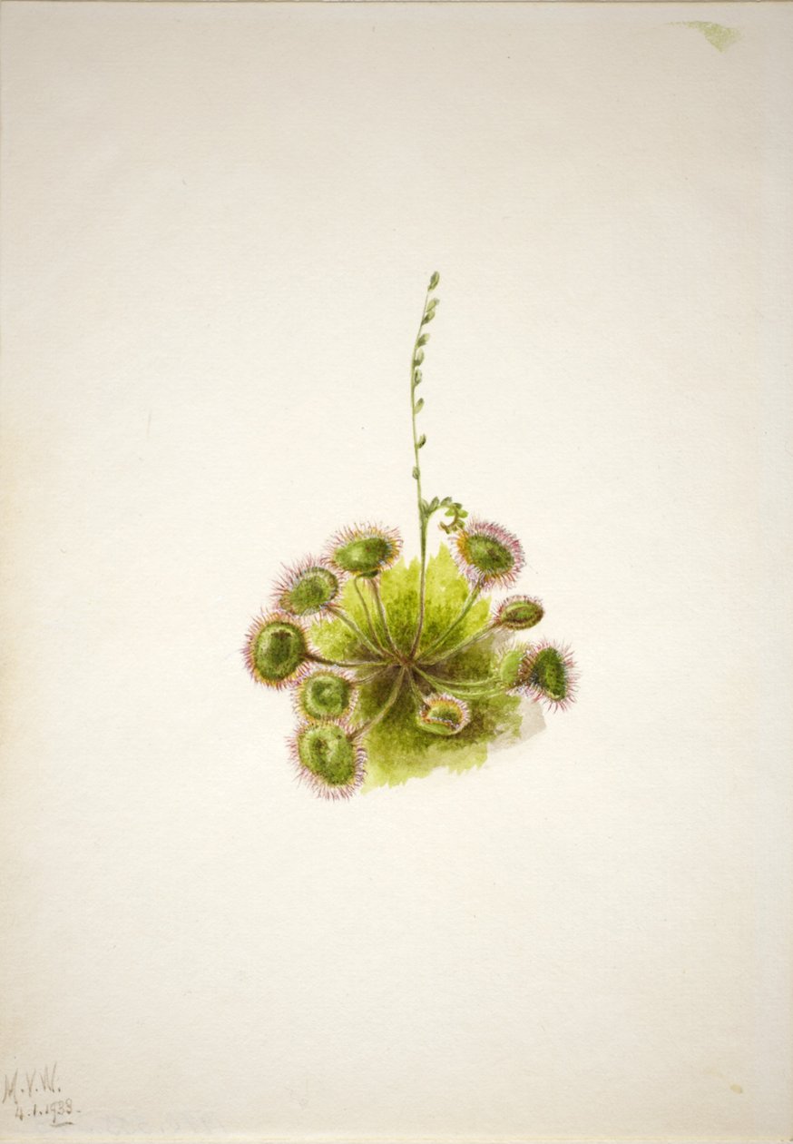 by Mary Vaux Walcott