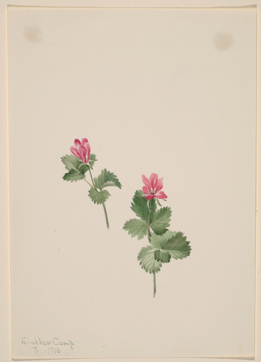  by Mary Vaux Walcott
