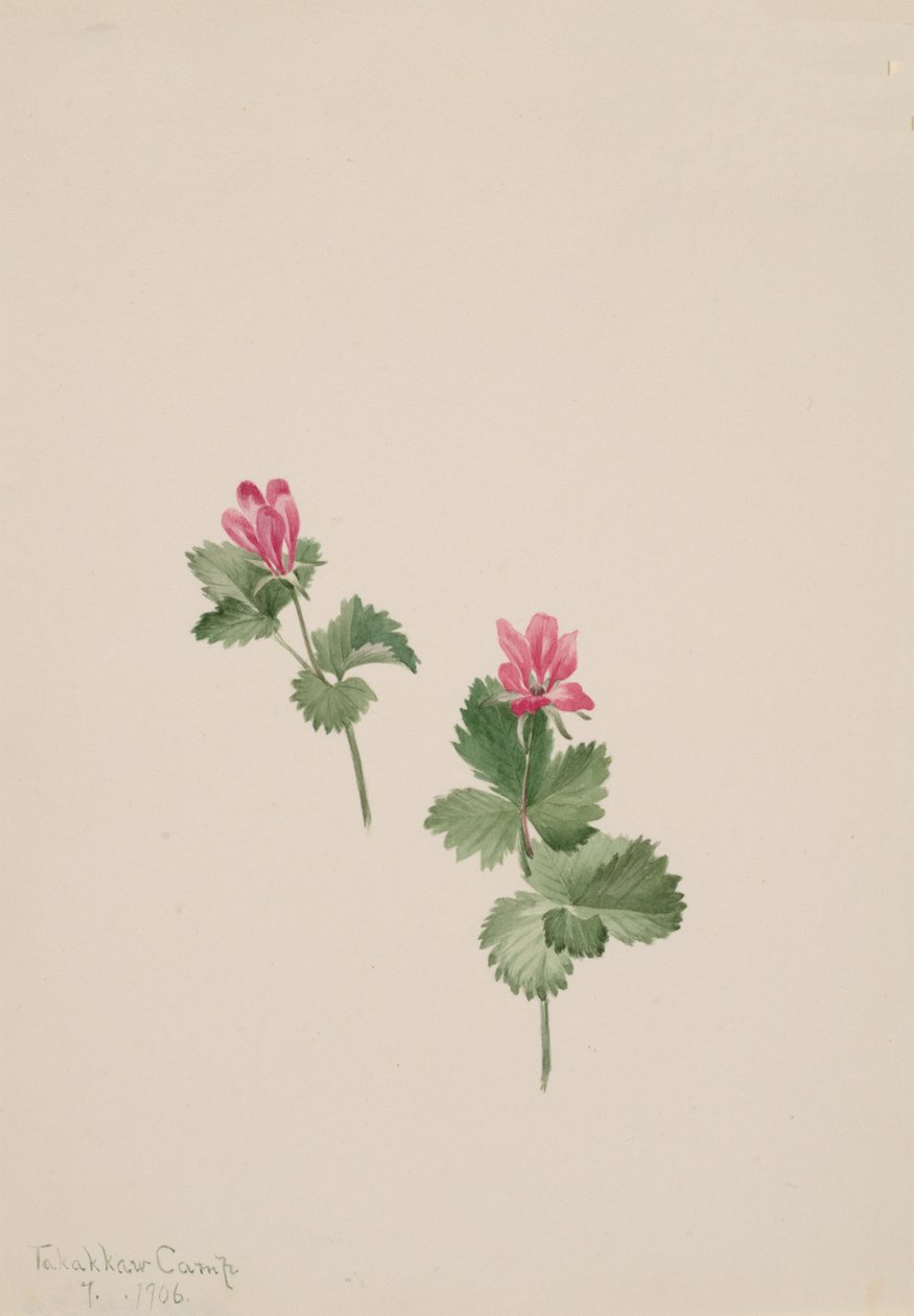 Rubus articus, 1881 by Mary Vaux Walcott