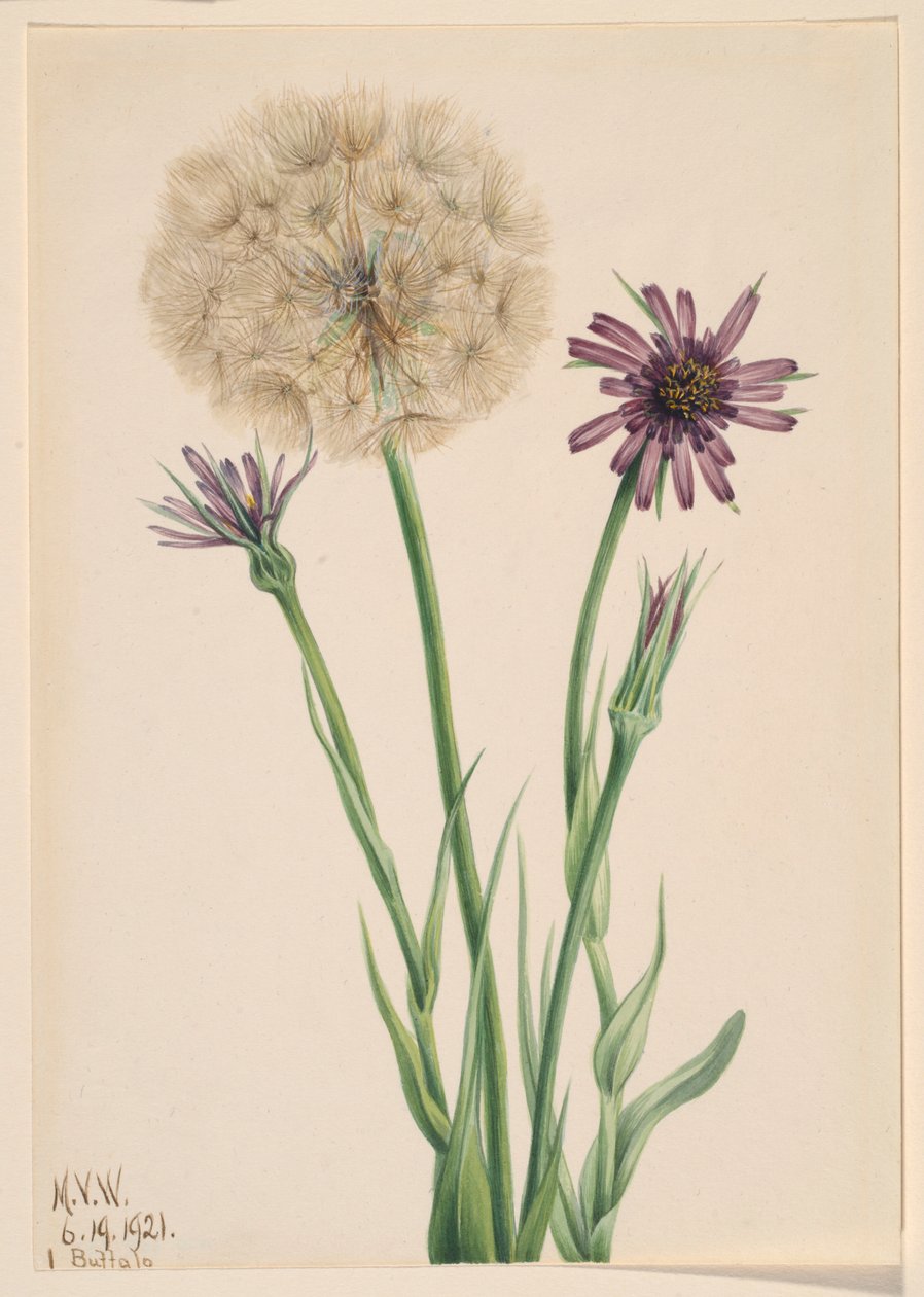  by Mary Vaux Walcott