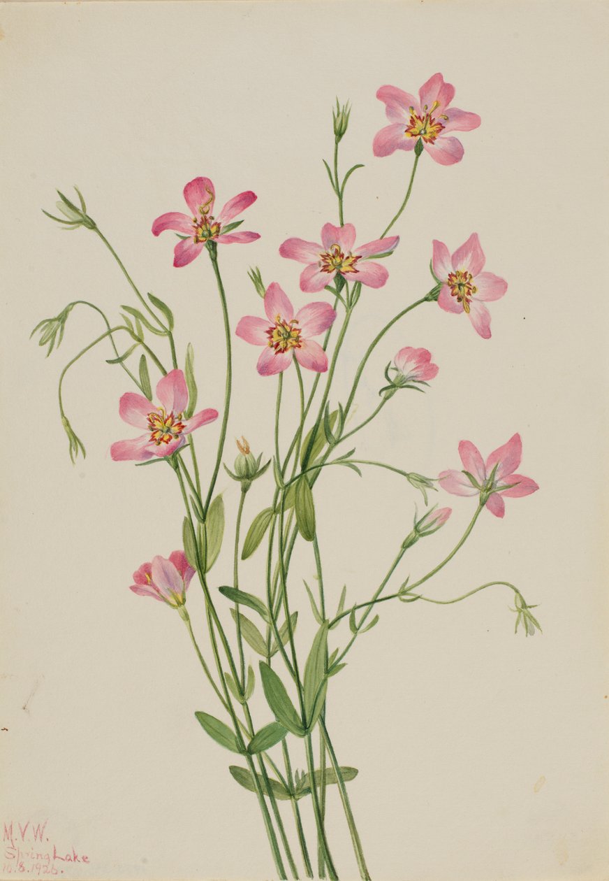  by Mary Vaux Walcott