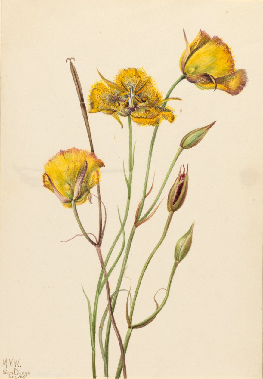  by Mary Vaux Walcott