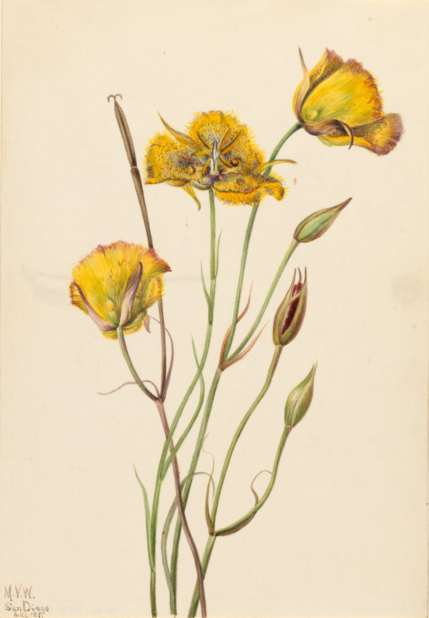 San Diego Mariposa Calochortus weedii, 1925 by Mary Vaux Walcott