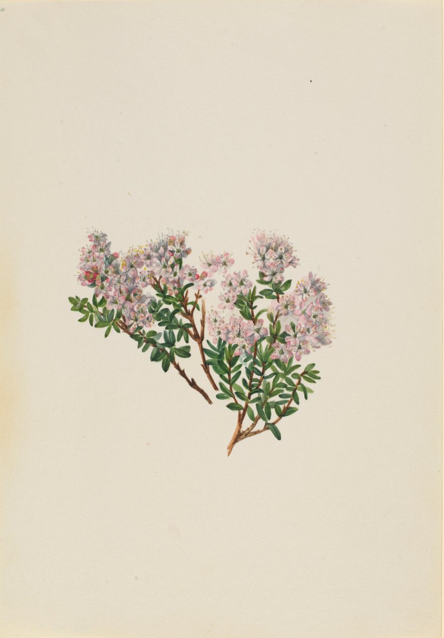 by Mary Vaux Walcott