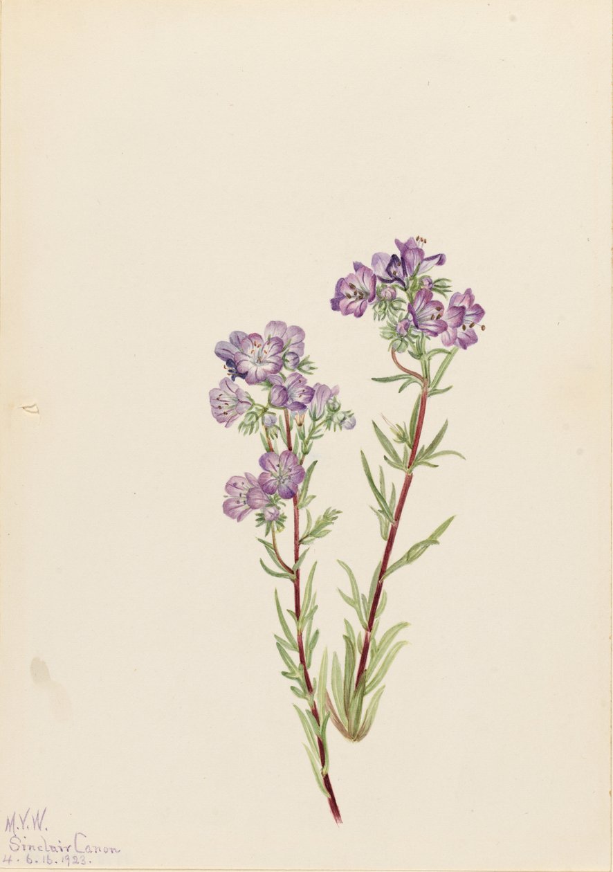  by Mary Vaux Walcott