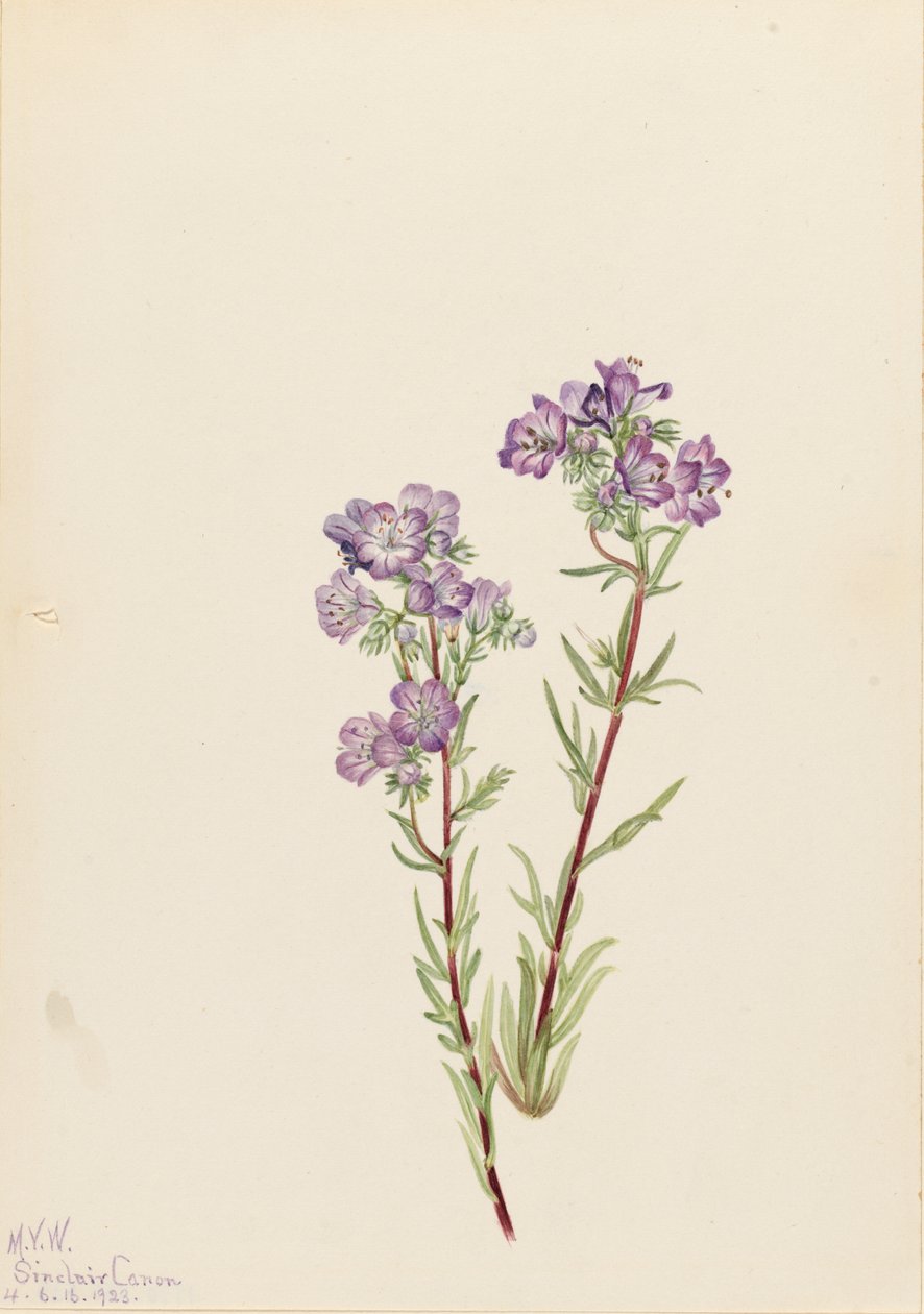 Kum Phacelia Phacelia linearis, 1923. by Mary Vaux Walcott