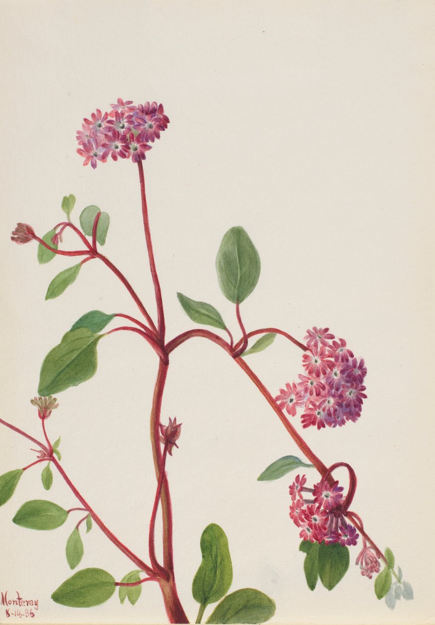  by Mary Vaux Walcott