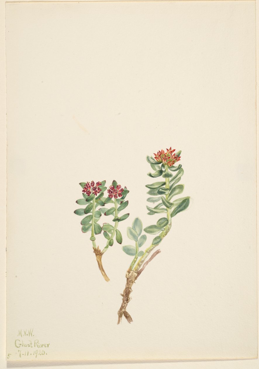 Sanifoiga yükseldius, 1920 by Mary Vaux Walcott