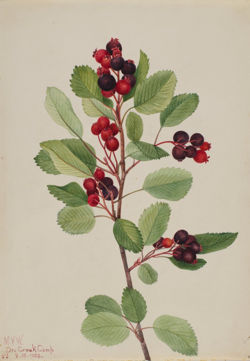  by Mary Vaux Walcott