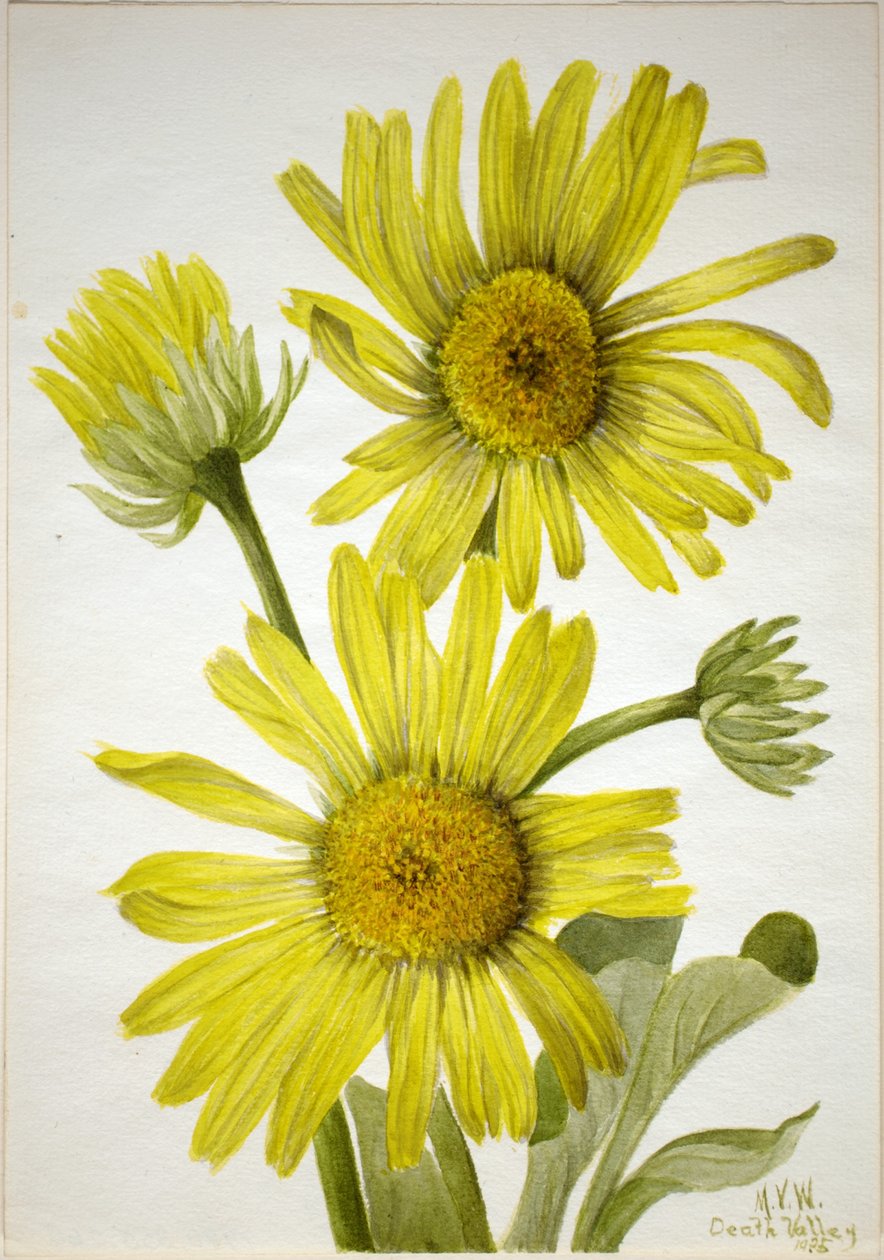  by Mary Vaux Walcott