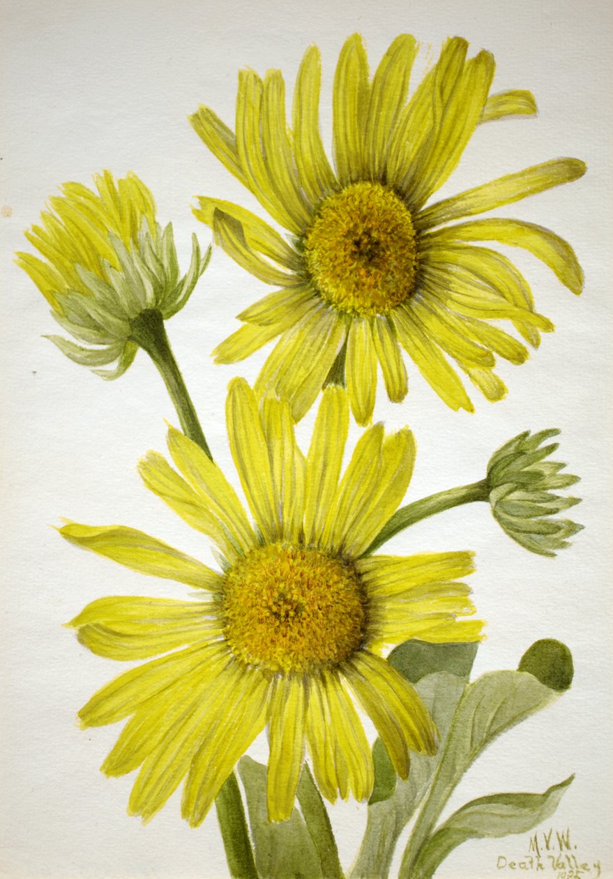 Satinleaf Altınbaşlı Enceliopsis covillei, 1935. by Mary Vaux Walcott