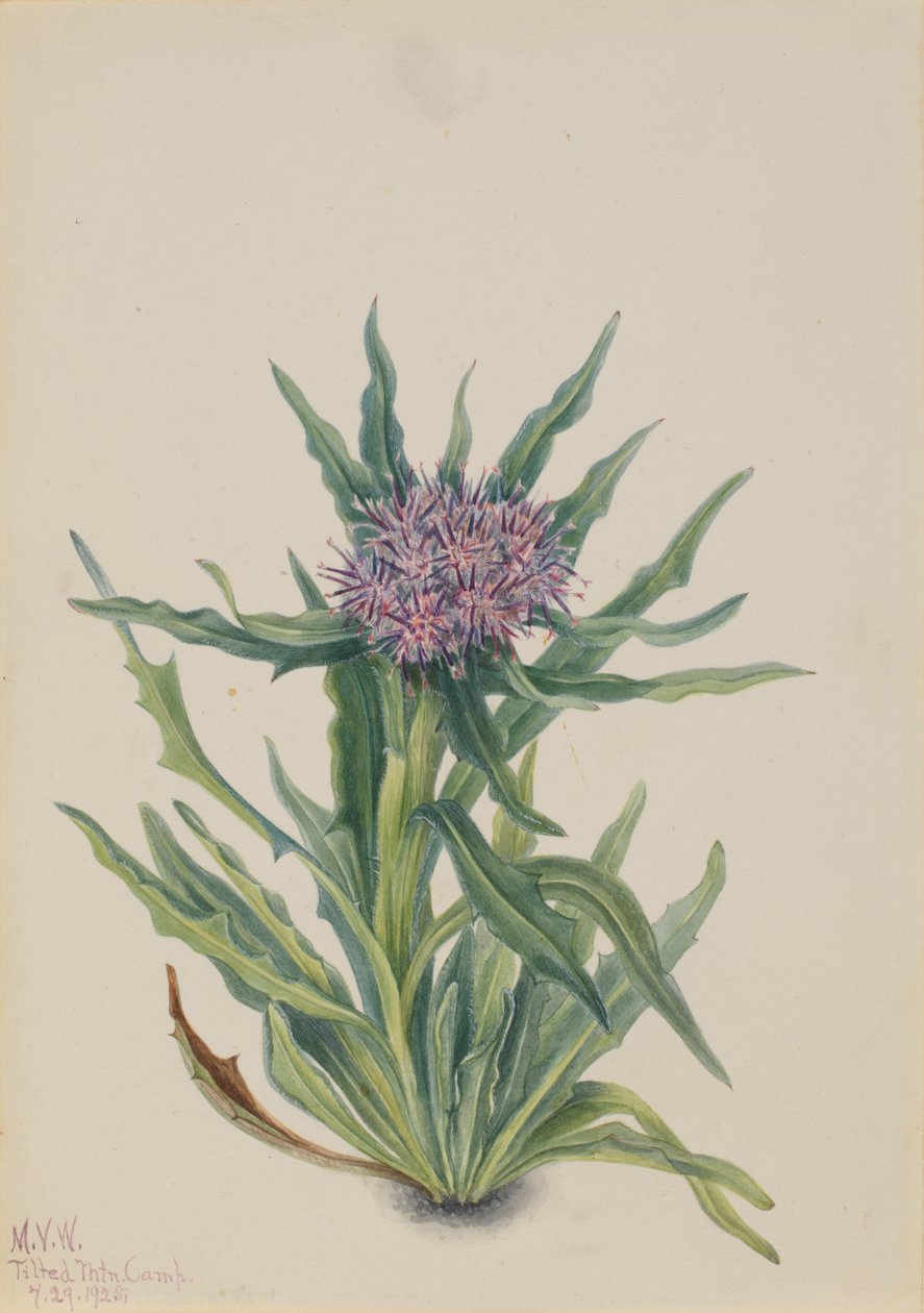 Saussurea Saussurea densa, 1925. by Mary Vaux Walcott