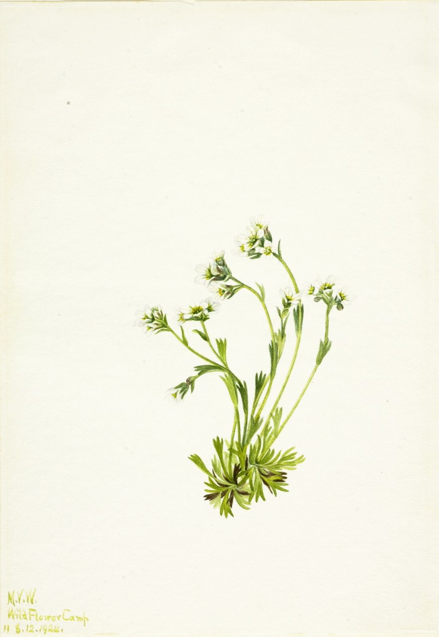  by Mary Vaux Walcott