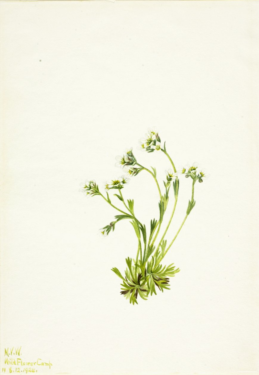 Saxifrage Saxifraga caespitosa, 1924 by Mary Vaux Walcott