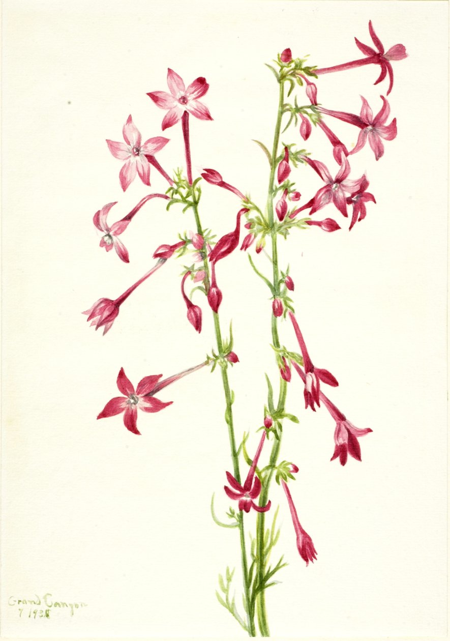 Scarlet Gilia Gilia agregata, 1935. by Mary Vaux Walcott